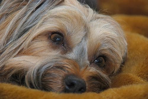 Silky Terrier
