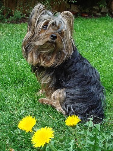 Silky Terrier
