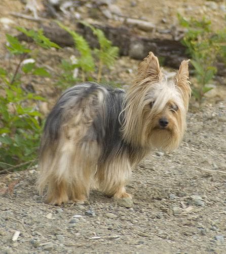 Silky Terrier