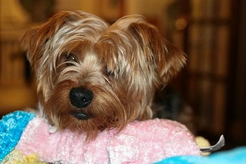 Silky Terrier