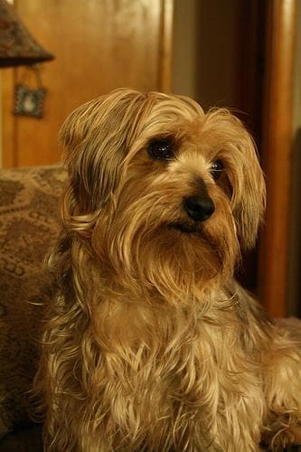 Silky Terrier