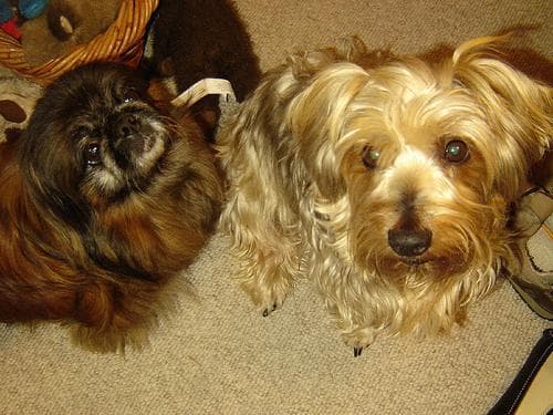 Silky Terrier