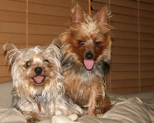 Silky Terrier