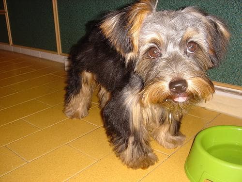 Silky Terrier