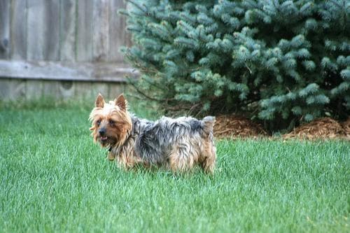 Silky Terrier