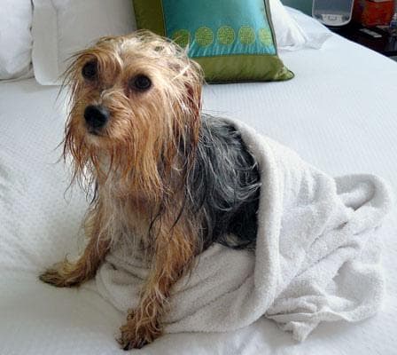 Silky Terrier