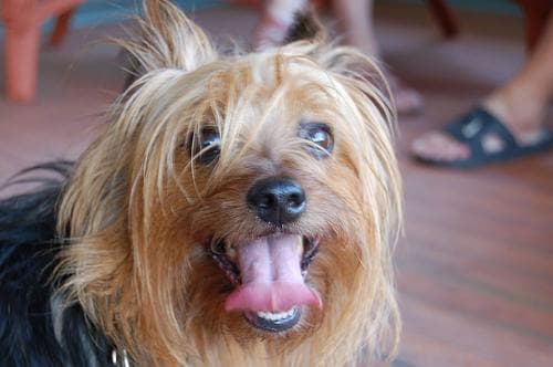 Silky Terrier