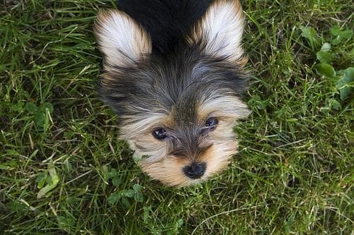 Silky Terrier