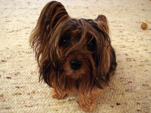 Silky Terrier