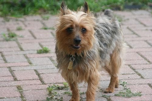 Silky Terrier