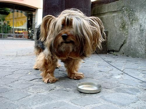 Silky Terrier
