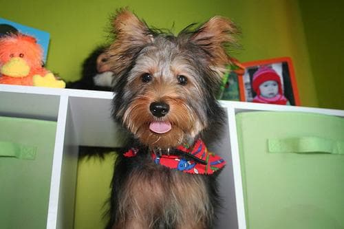 Silky Terrier