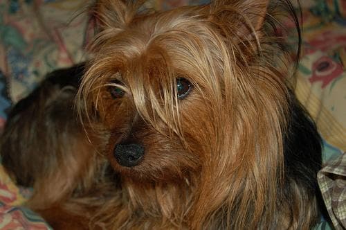 Silky Terrier