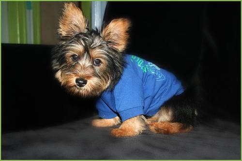 Silky Terrier