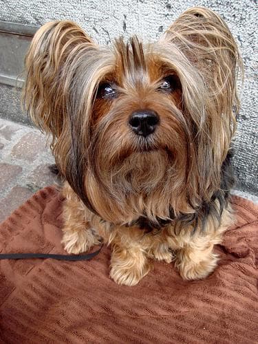 Silky Terrier