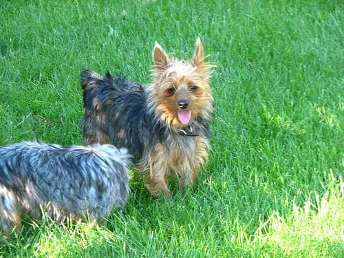 Silky Terrier