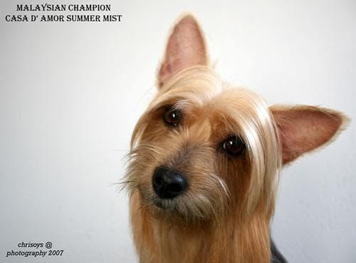 Silky Terrier