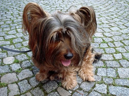 Silky Terrier