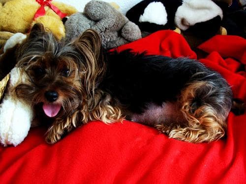 Silky Terrier