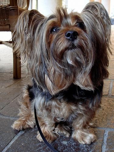 Silky Terrier