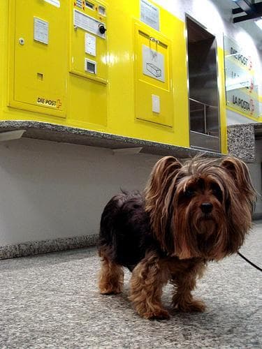 Silky Terrier