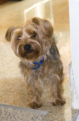 Silky Terrier