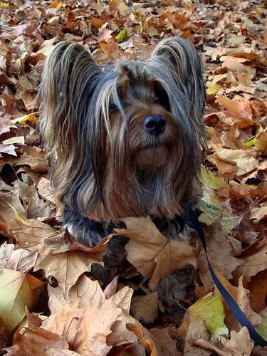 Silky Terrier