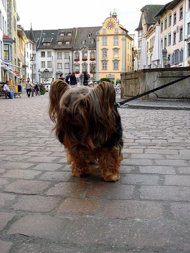 Silky Terrier