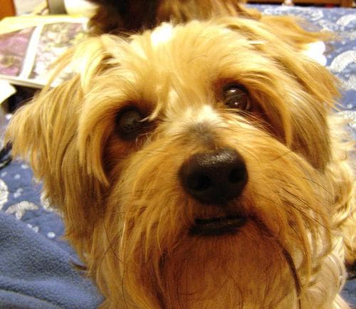 Silky Terrier