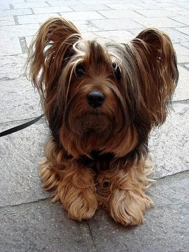 Silky Terrier