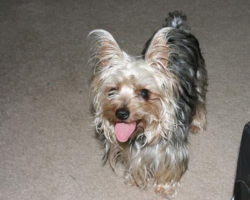 Silky Terrier