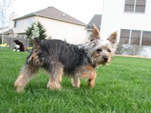 Silky Terrier
