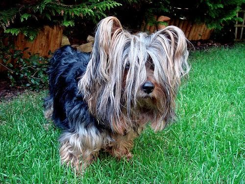 Silky Terrier