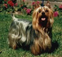 Silky Terrier