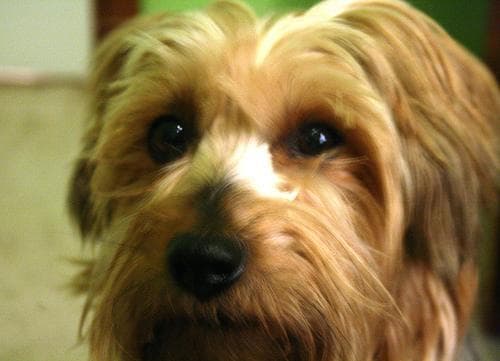 Silky Terrier