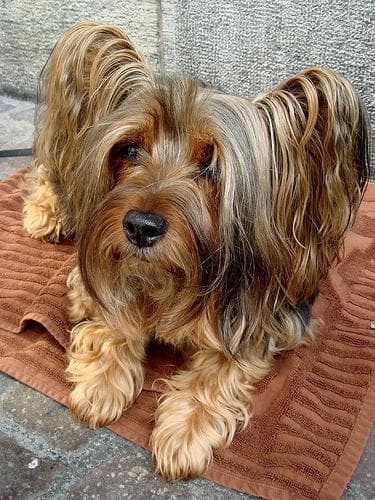 Silky Terrier