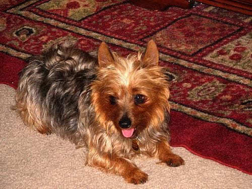Silky Terrier