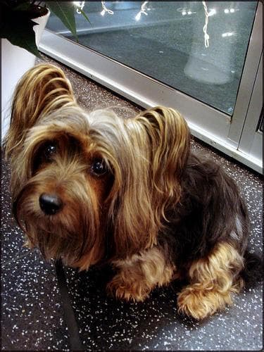 Silky Terrier