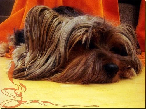 Silky Terrier