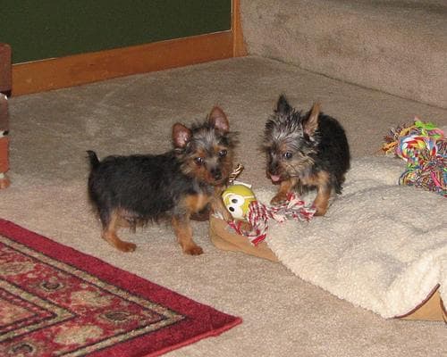 Silky Terrier