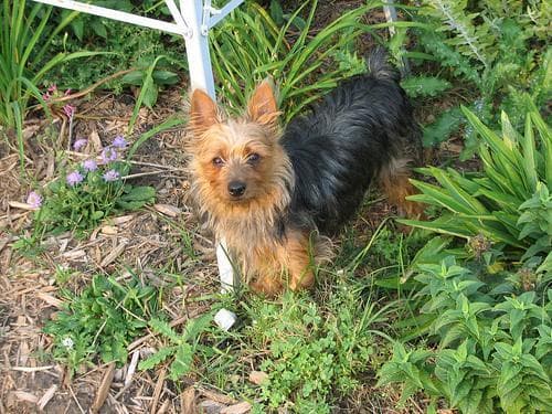 Silky Terrier