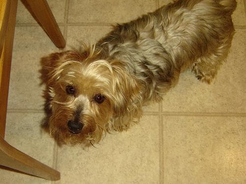 Silky Terrier