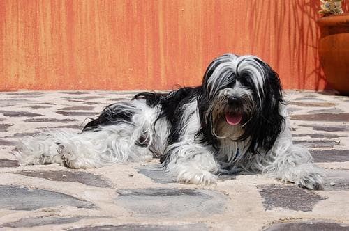 Tibetan Terrier