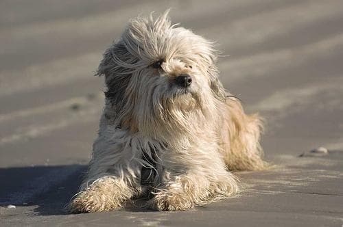 Tibetan Terrier