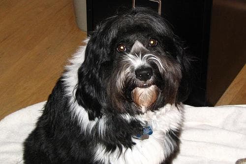 Tibetan Terrier