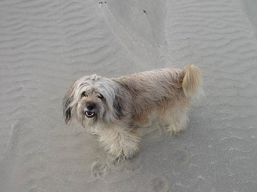 Tibetan Terrier