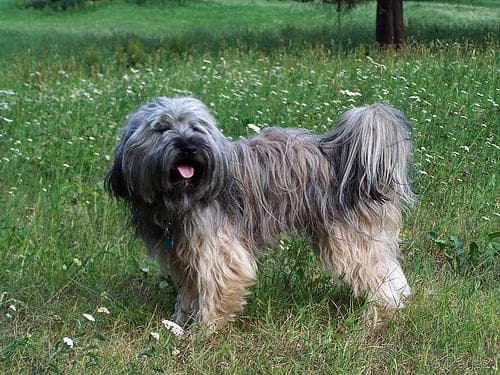 Tibetan Terrier