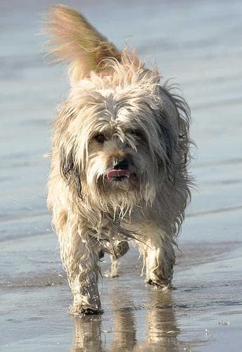 Tibetan Terrier