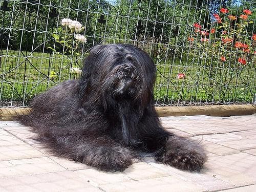 Tibetan Terrier