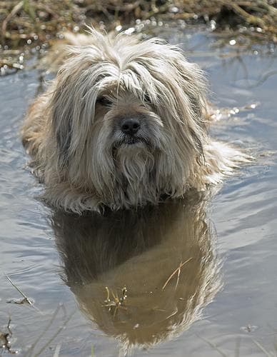 Tibetan Terrier